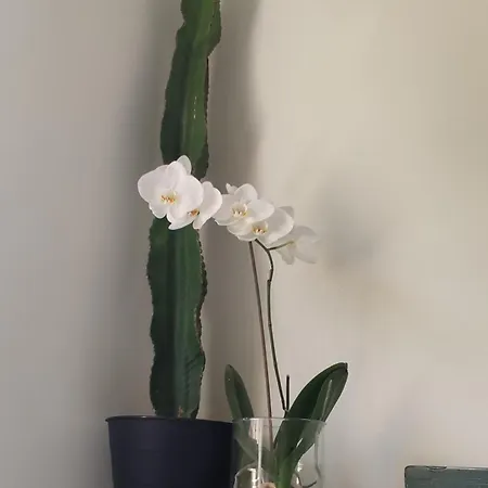 3 Con Parking Apartamento Oviedo